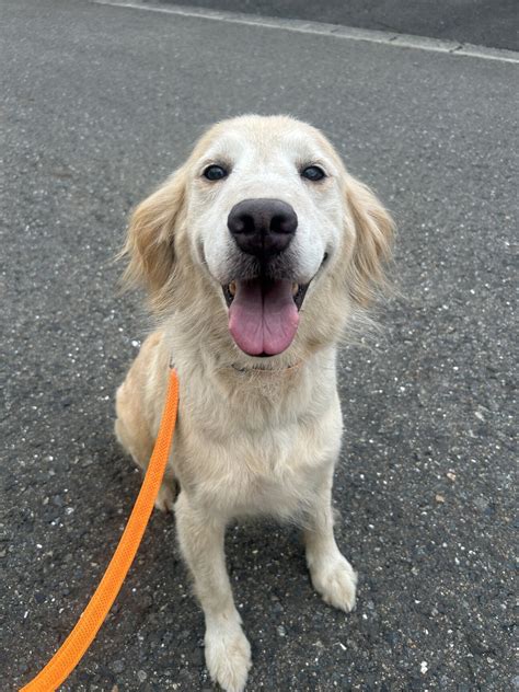 「ゴールデンレトリバー」岩手県 犬の里親募集465137 3枚目の画像 ペットのおうち【里親決定25万頭！】