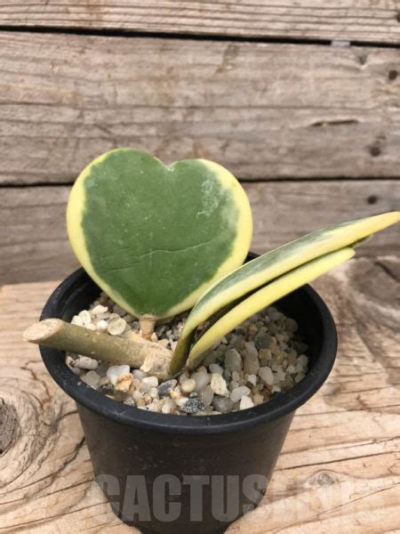 Shpr Hoya Kerrii Variegata Cactus Online