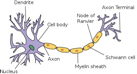 Axon - Wikipedia