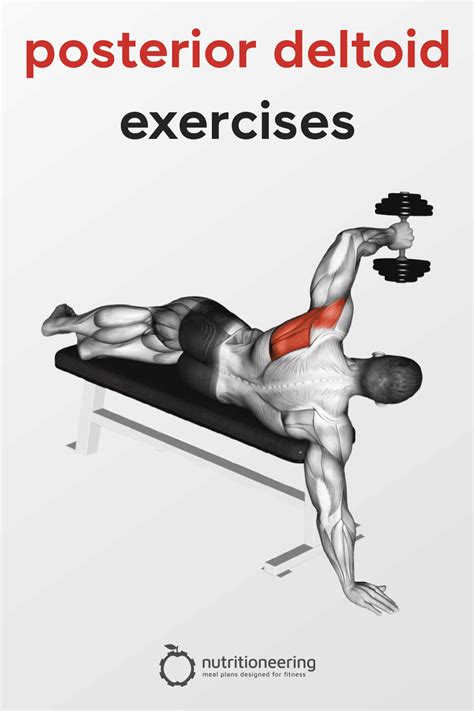 23 Posterior Deltoid Exercises With Videos And Pictures
