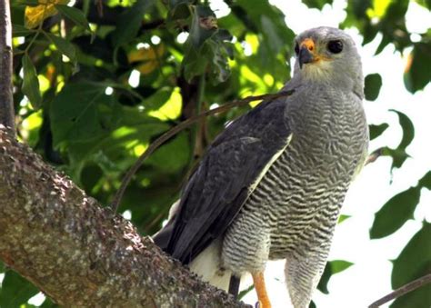 Gray Hawk The Peregrine Fund