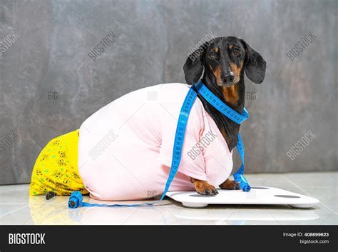 Fat Dachshund On Image & Photo (Free Trial) | Bigstock