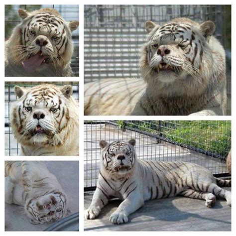 kenny  considered   tiger   syndrome beautiful pic