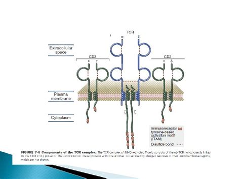 Chapter 7 Immune Receptors And Signal Transduction The