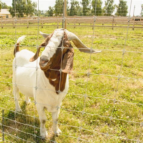 Goat Gray Goat Pack Leader Horned Goat Nature Reserve Animals