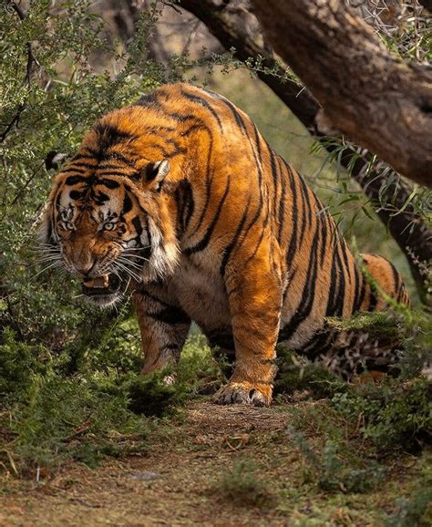 absolute unit   bengal tiger rnatureismetal