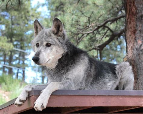 Rocky Mountain Wildlife Foundation In Guffey Colorado Photo By