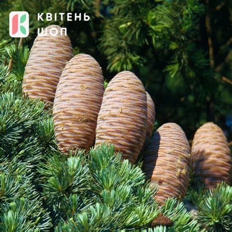 Кедр Ліванський (Cedrus libani) Закритий грунт