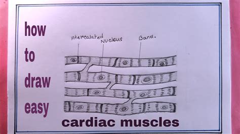 How To Draw Cardiac Muscles Draw Cardiac Muscle Diagram Youtube