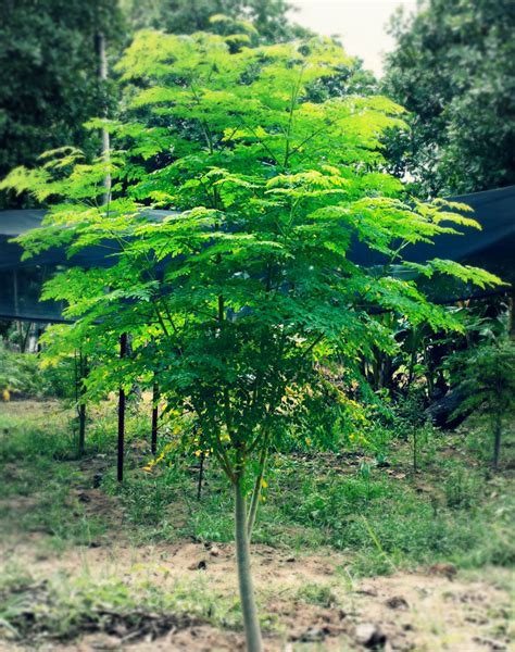 Moringa Trees: A Nutritional and Medicinal Plant for Humanity