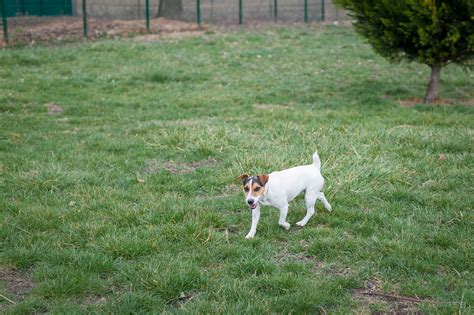 Apagi Milka Chien Jack Russell Terrier La Robe Tricolore