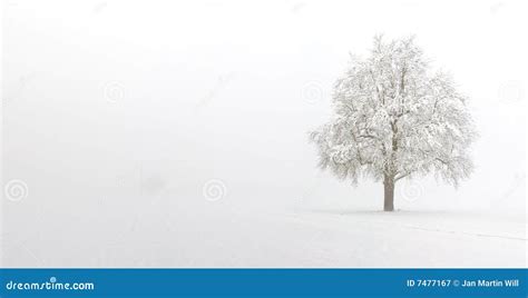 Snow Covered Pear Tree Stock Image Image Of Winter Bleak 7477167