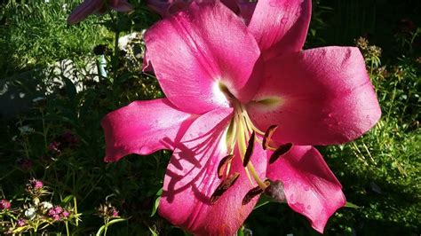 Сорта лилий ОТ- гибридов: Пурпл Kинг,Роберт Суонсон, Red Hot, Сенси ...