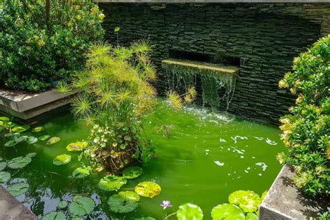 Do Garden Ponds Overflow When It Rains Crate And Basket