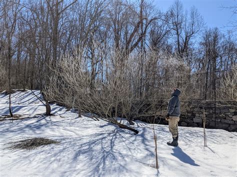 Time To Gather Pussy Willows The Martha Stewart Blog