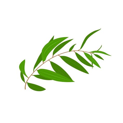 Vector Illustration Eucalyptus Leaf Or Melaleuca Cajuputi Isolated On