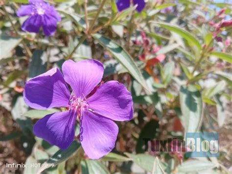 Review Kamera Infinix Hot G Ternyata Kayak Gini Hasil Fotonya Tuxlin Blog