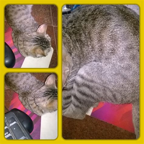 Inalia Why Pussy Purr