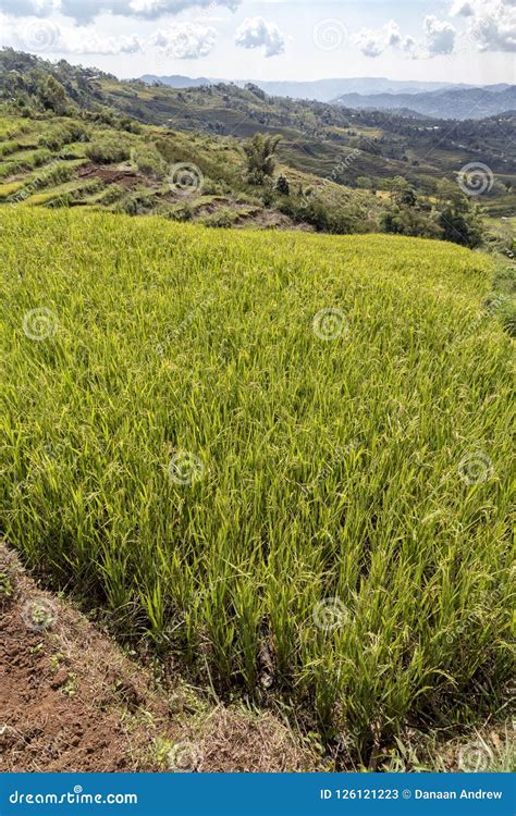 Portrait View Of Golo Cador Terraces Stock Image Image Of Manggarai