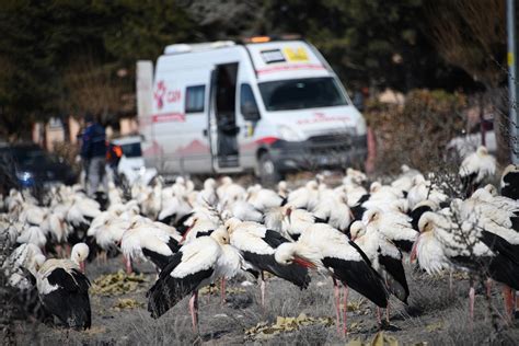 Olumsuz Hava Artlar Ndan Dolay Binlerce Leylek Konya Ya Indi