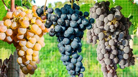 12 Grape Varieties That Were Almost Extinct