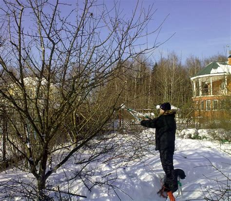 Обрезка плодоносящих деревьев