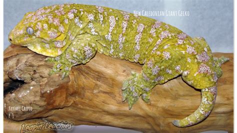 New Caledonian Giant Gecko AP Bio Project by Denisse Carpio on Prezi