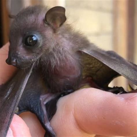 Baby Bats Pictures