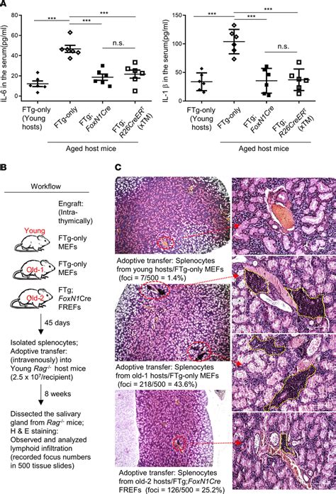 Transplantation Of Frefs Attenuated Inflammaging Associated Phenotypes