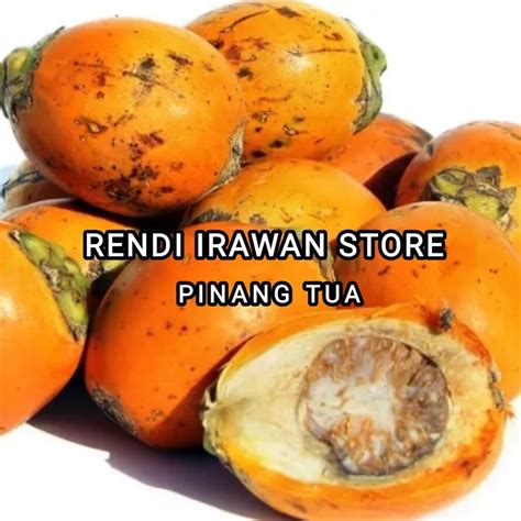 BUAH PINANG 1 KG BUAH JAMBE OBAT HERBAL Lazada Indonesia