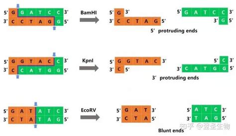 干货 限制性内切酶知多少 知乎