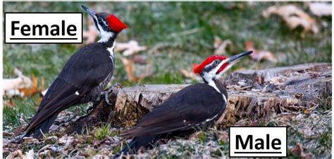 The Types Of Woodpeckers Found In Illinois Bird Watching Hq