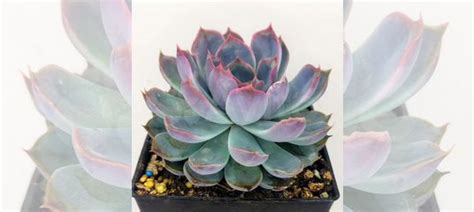 Эхеверия Геркулес (Echeveria Hercules) купить в Москве | Товары для ...