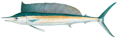 shortbill spearfish hebi hawaii seafoodorg