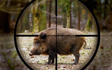 Afrikanische Schweinepest J Ger In Nrw Wollen Mehr Wildscheine Jagen