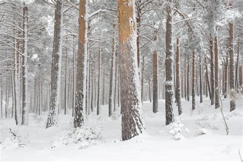 Snow Covered Pine Trees In Winter Forest Snowy Tree Trunks Stock