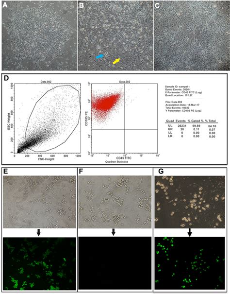 Mscs Culture And Identification Mscs Were Isolated From Bone Marrow Of Download Scientific