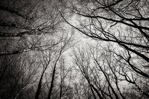 Entwined In The Sky Photograph By Mirko Chianucci Fine Art America