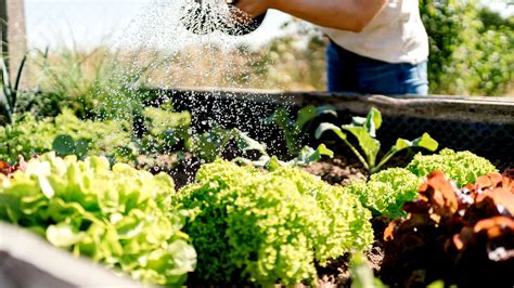 Why Raised Garden at Samantha Straus blog
