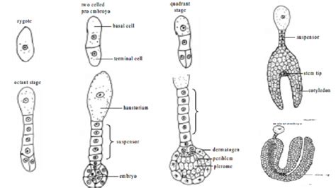 Starting With The Zygote Draw The Diagrams Of The Different Stages Of Embryo Development In A