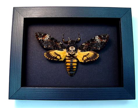 Death's Head Moth - Acherontia atropos Female - Real Framed Moth