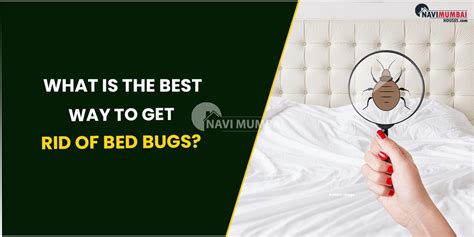 What Is The Best Way To Get Rid Of Bed Bugs