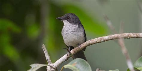 4 Days Bird Watching In Murchison Falls National Park African Birding Trip