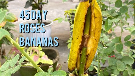 45 Days To Extract Rose Branches With Bananas Youtube