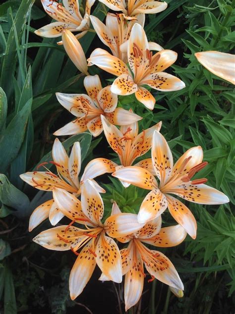 Lily Lilium Orange Electric Tiger Lily Flowers Tiger Lilies