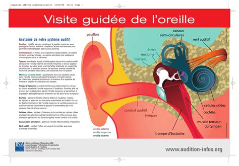 Anatomie De L Oreille