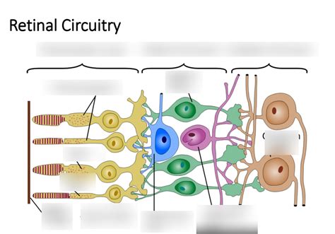 PSY 482 Chapter 6 Retinal Circuitry Diagram Quizlet