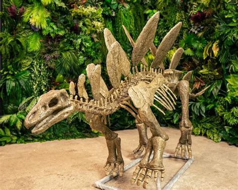 Real Fossils Found By Sergey Krasnolutsky In Krasnoyarsk Our