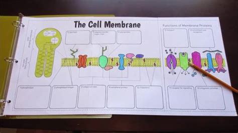 Cell Membrane Big Foldable For Interactive Notebook Or Binder Tpt