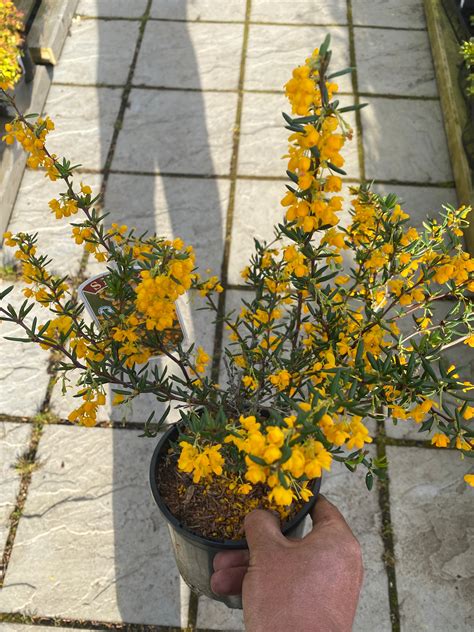 Berberis Stenophylla Bespoke Blooms By Maybury